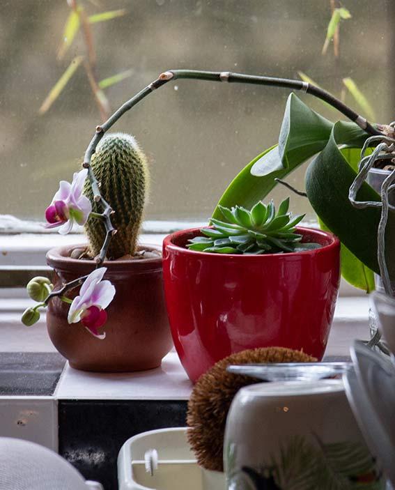 Close up of cacti and orchids next to the kitchen sink.